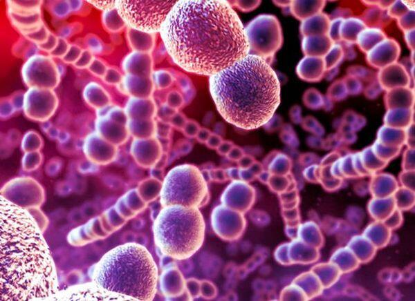 Streptococcus pneumoniae