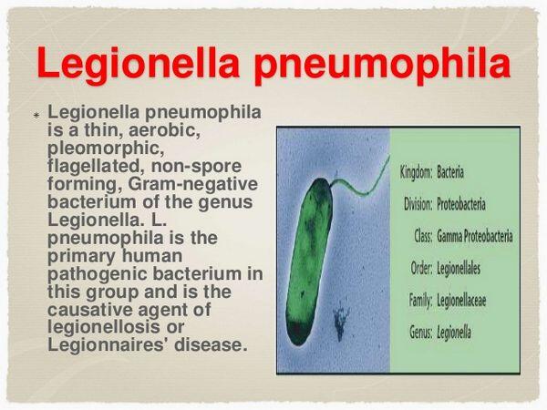 Legionella pneumophila