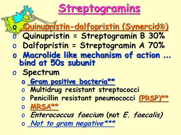 Streptogramins