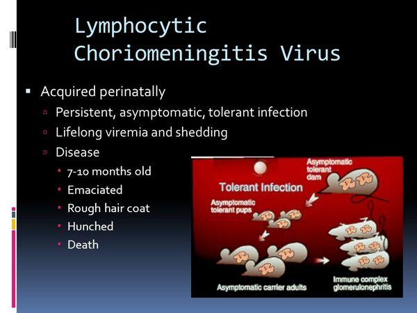 LYMPHOCYTIC CHORIOMENINGITIS